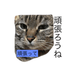 シャルメ（個別スタンプ：7）