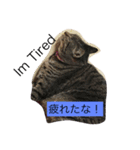 シャルメ（個別スタンプ：15）