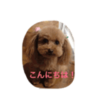 我が家のトイプーたち（個別スタンプ：2）