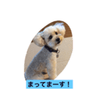 我が家のトイプーたち（個別スタンプ：9）