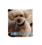 我が家のトイプーたち（個別スタンプ：12）