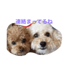 我が家のトイプーたち（個別スタンプ：16）
