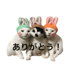 うちの猫。可愛い。（個別スタンプ：1）