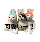 うちの猫。可愛い。（個別スタンプ：2）