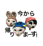 うちの猫。可愛い。（個別スタンプ：4）