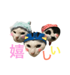 うちの猫。可愛い。（個別スタンプ：5）