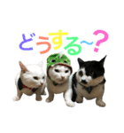 うちの猫。可愛い。（個別スタンプ：6）