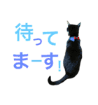 うちの猫。可愛い。（個別スタンプ：9）