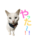 うちの猫。可愛い。（個別スタンプ：12）