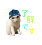 うちの猫。可愛い。（個別スタンプ：14）
