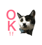 うちの猫。可愛い。（個別スタンプ：15）