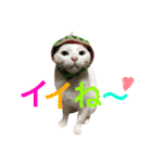 うちの猫。可愛い。（個別スタンプ：18）