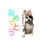 うちの猫。可愛い。（個別スタンプ：19）