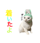 うちの猫。可愛い。（個別スタンプ：20）