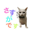 うちの猫。可愛い。（個別スタンプ：23）