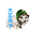 うちの猫。可愛い。（個別スタンプ：24）