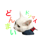 うちの猫。可愛い。（個別スタンプ：25）