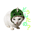 うちの猫。可愛い。（個別スタンプ：26）