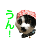 うちの猫。可愛い。（個別スタンプ：27）