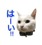 うちの猫。可愛い。（個別スタンプ：28）