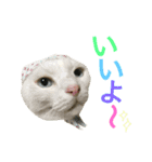 うちの猫。可愛い。（個別スタンプ：29）