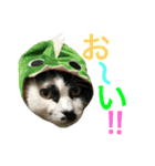 うちの猫。可愛い。（個別スタンプ：30）