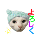 うちの猫。可愛い。（個別スタンプ：32）