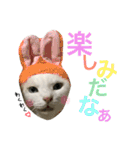 うちの猫。可愛い。（個別スタンプ：33）