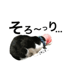 うちの猫。可愛い。（個別スタンプ：38）