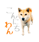 柴犬きなこ 第2弾（個別スタンプ：1）