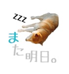 柴犬きなこ 第2弾（個別スタンプ：2）