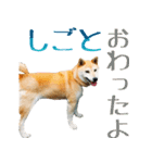 柴犬きなこ 第2弾（個別スタンプ：3）