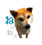 柴犬きなこ 第2弾（個別スタンプ：4）