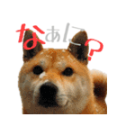 柴犬きなこ 第2弾（個別スタンプ：5）