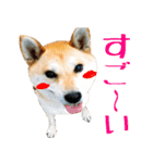 柴犬きなこ 第2弾（個別スタンプ：6）