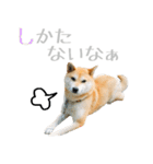 柴犬きなこ 第2弾（個別スタンプ：7）