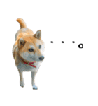 柴犬きなこ 第2弾（個別スタンプ：8）