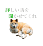 柴犬きなこ 第2弾（個別スタンプ：9）