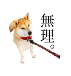 柴犬きなこ 第2弾（個別スタンプ：10）