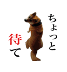 柴犬きなこ 第2弾（個別スタンプ：11）
