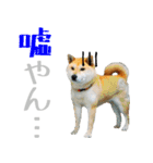 柴犬きなこ 第2弾（個別スタンプ：12）