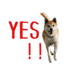 柴犬きなこ 第2弾（個別スタンプ：13）
