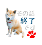 柴犬きなこ 第2弾（個別スタンプ：15）