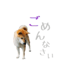 柴犬きなこ 第2弾（個別スタンプ：16）