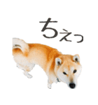 柴犬きなこ 第2弾（個別スタンプ：17）