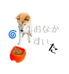 柴犬きなこ 第2弾（個別スタンプ：18）