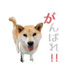 柴犬きなこ 第2弾（個別スタンプ：19）