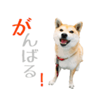 柴犬きなこ 第2弾（個別スタンプ：20）