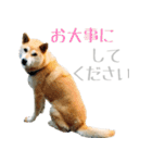 柴犬きなこ 第2弾（個別スタンプ：21）