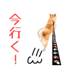 柴犬きなこ 第2弾（個別スタンプ：22）